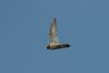 Peregrine Falcon at Canvey Point (Richard Howard) (17357 bytes)